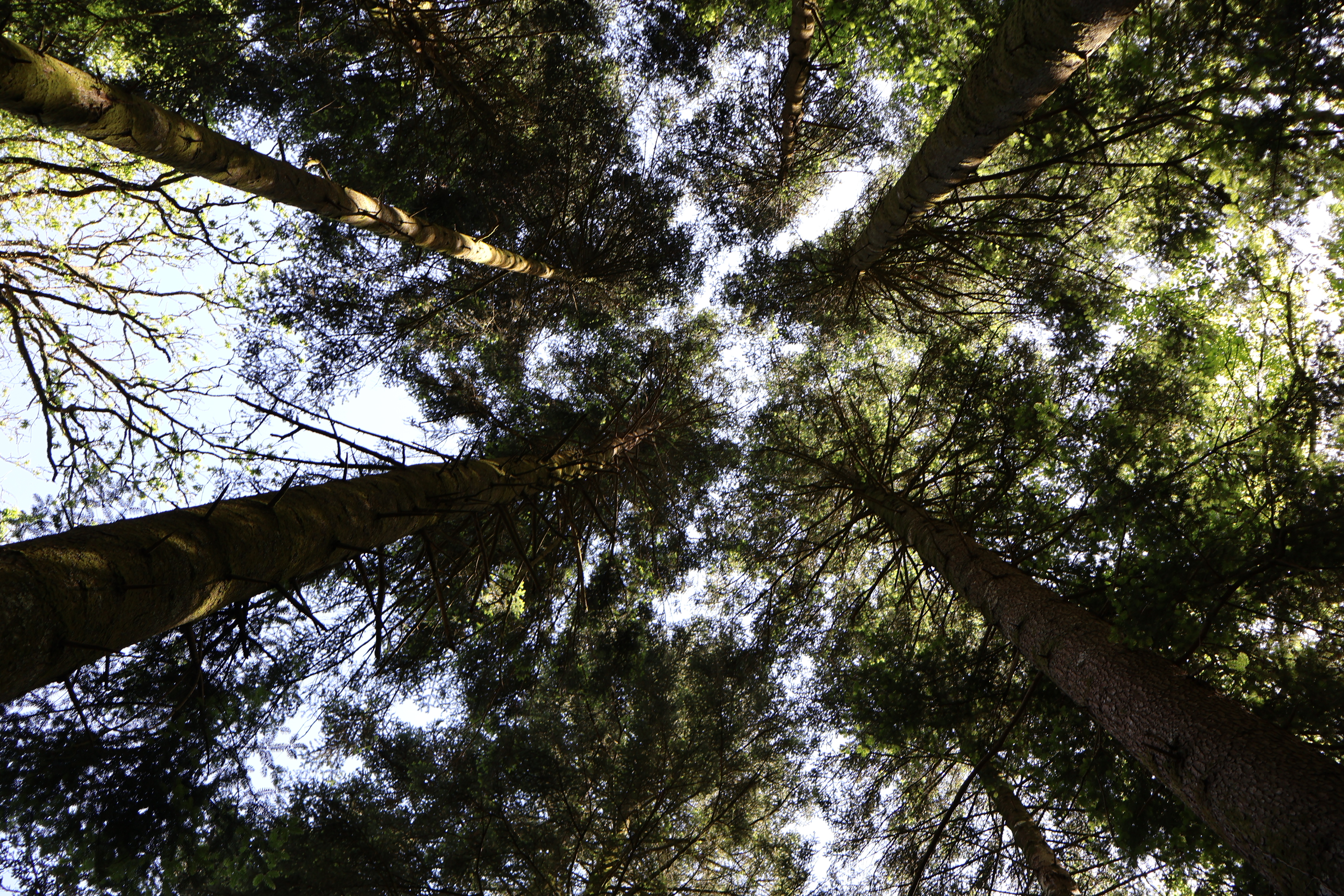 forêt de Brocéliande